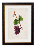 Get c.1817 Collection of Botanical Grapes in Oxford Slim Sustainable Frames