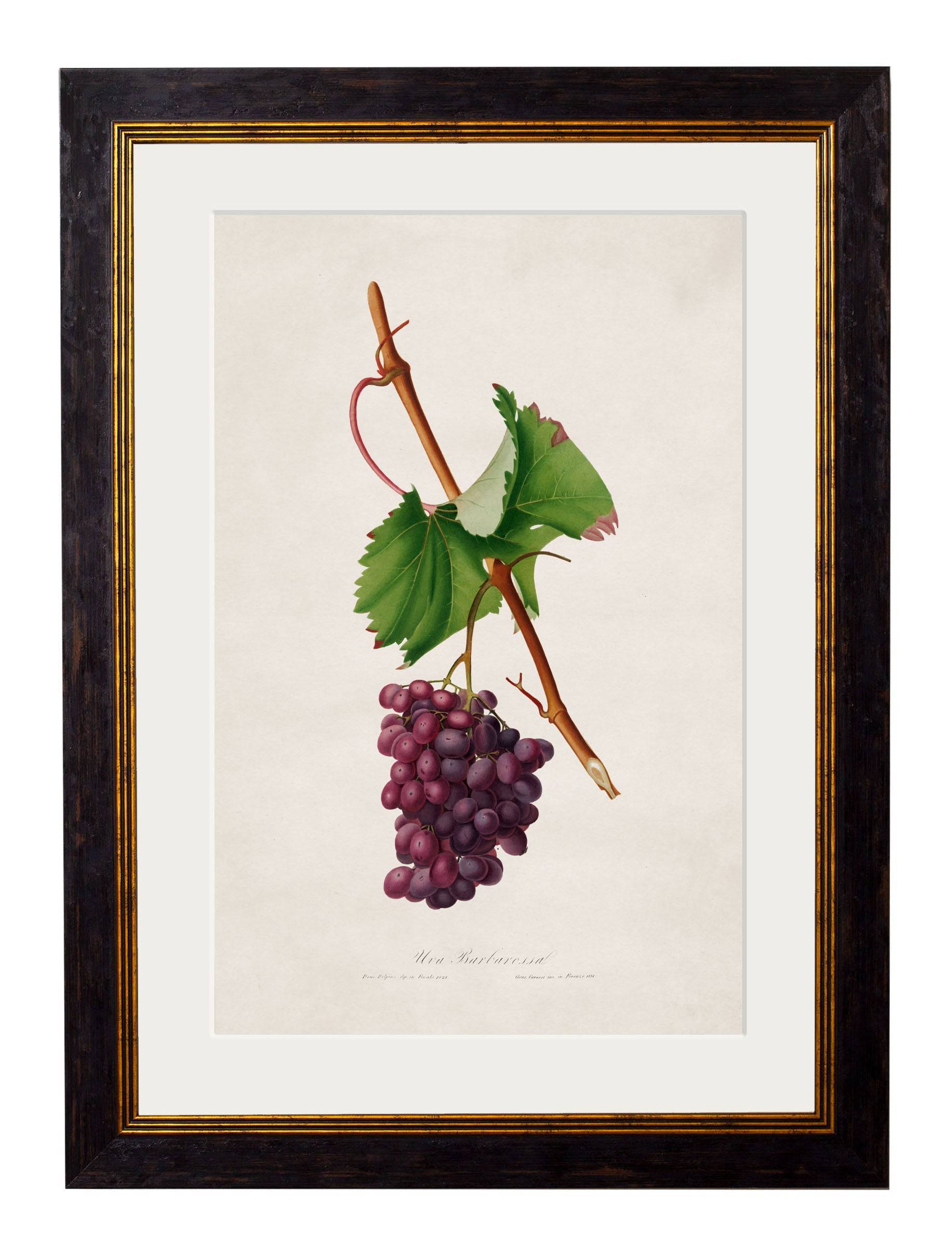 Get c.1817 Collection of Botanical Grapes in Oxford Slim Sustainable Frames