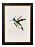 Get c.1833 Trochilus Superciliosus Print in Sustainable Oxford Slim Frame