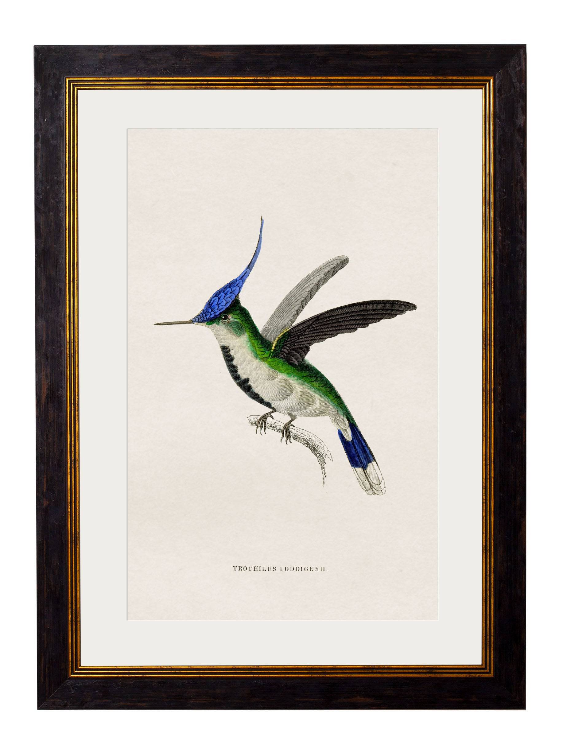 Get c.1833 Trochilus Superciliosus Print in Sustainable Oxford Slim Frame