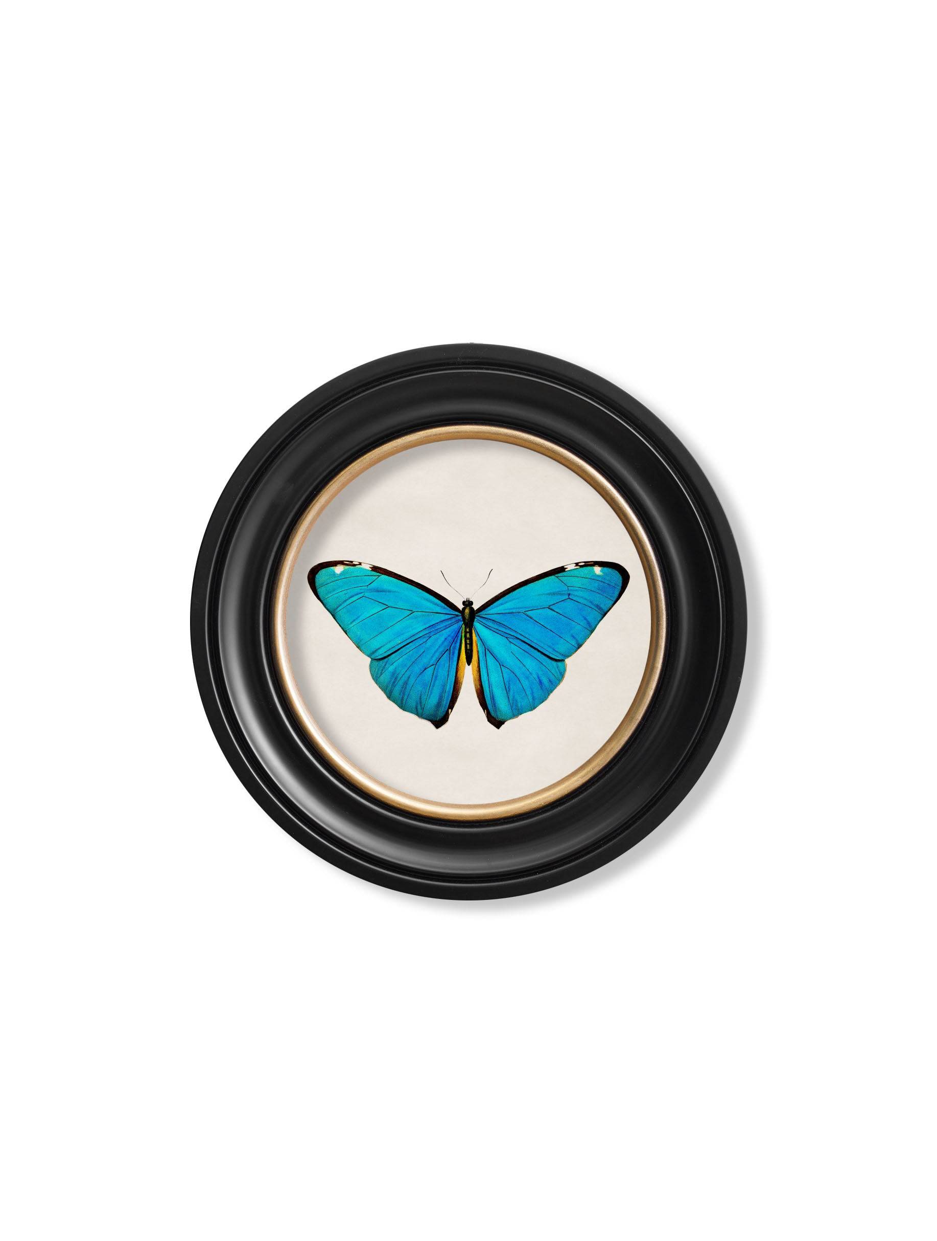 Get c.1836 Tropical Butterflies in Custom Sustainable Wood Round Frames