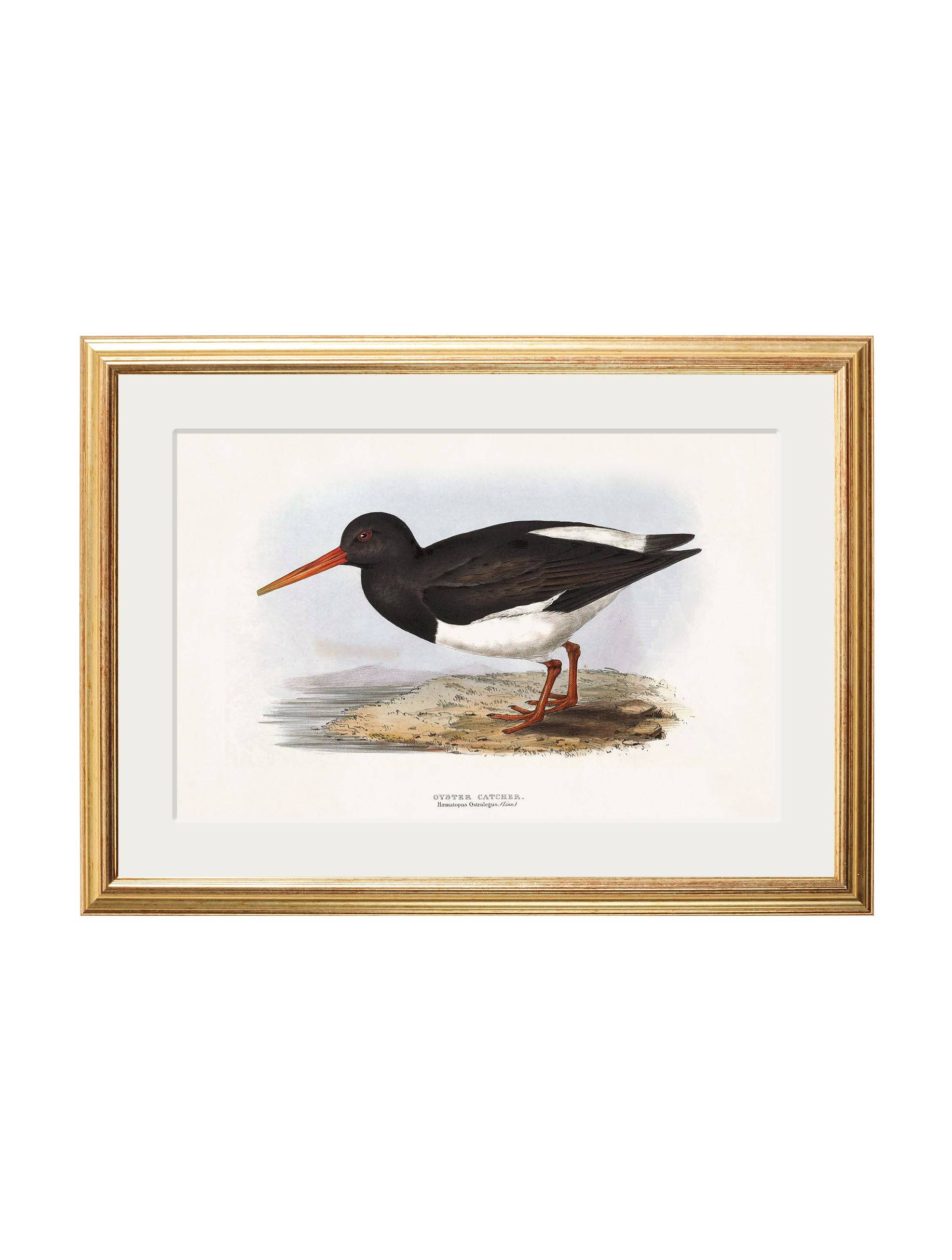 Get c.1837's British Coastal Birds Lapwing framed print Blythe Living
