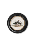 Get c.1837's British Coastal Birds Round Frame Lapwing print Blythe Living
