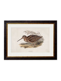 Get c.1837's British Game Birds Great Snipe framed wall art online
