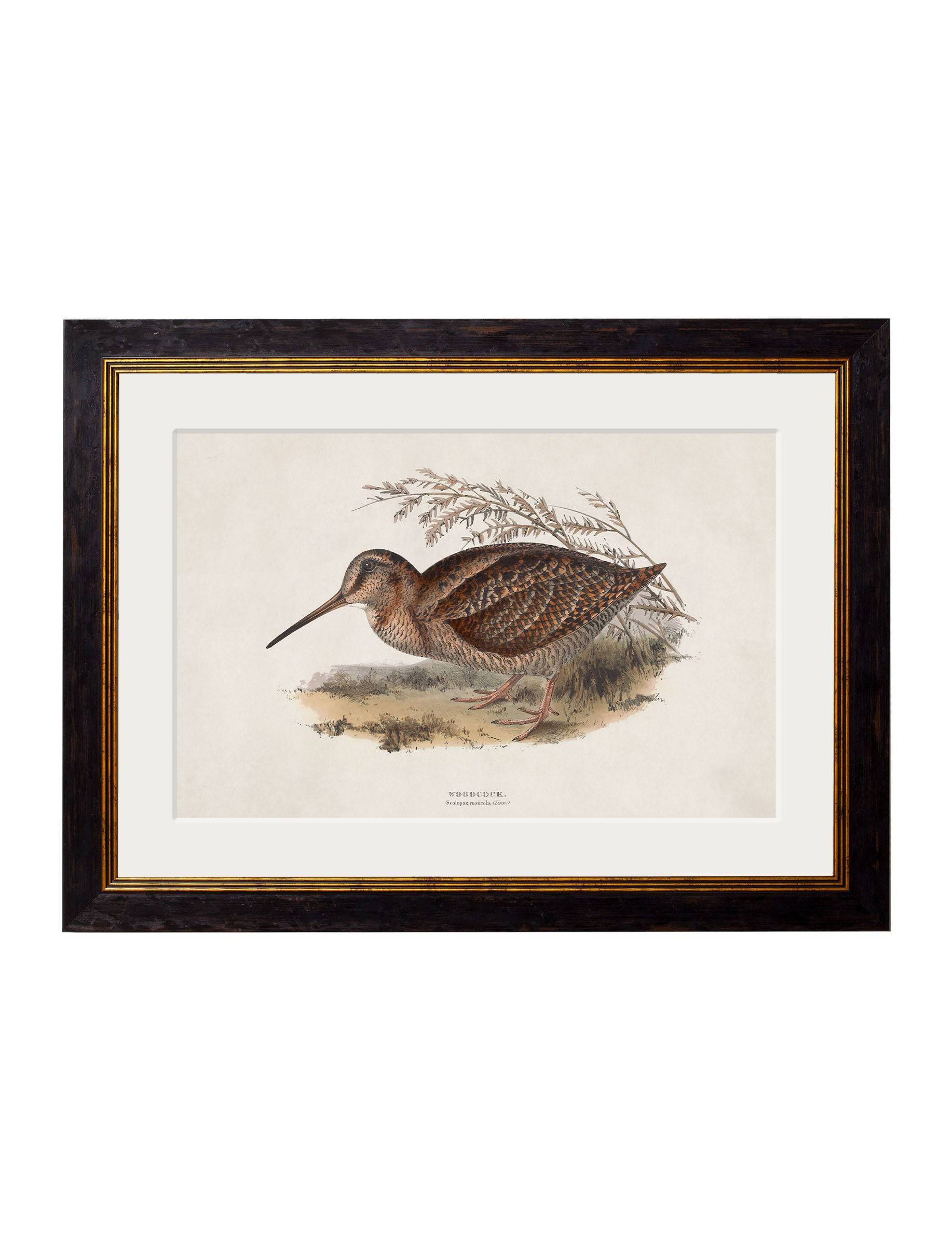 Get c.1837's British Game Birds Great Snipe framed wall art online
