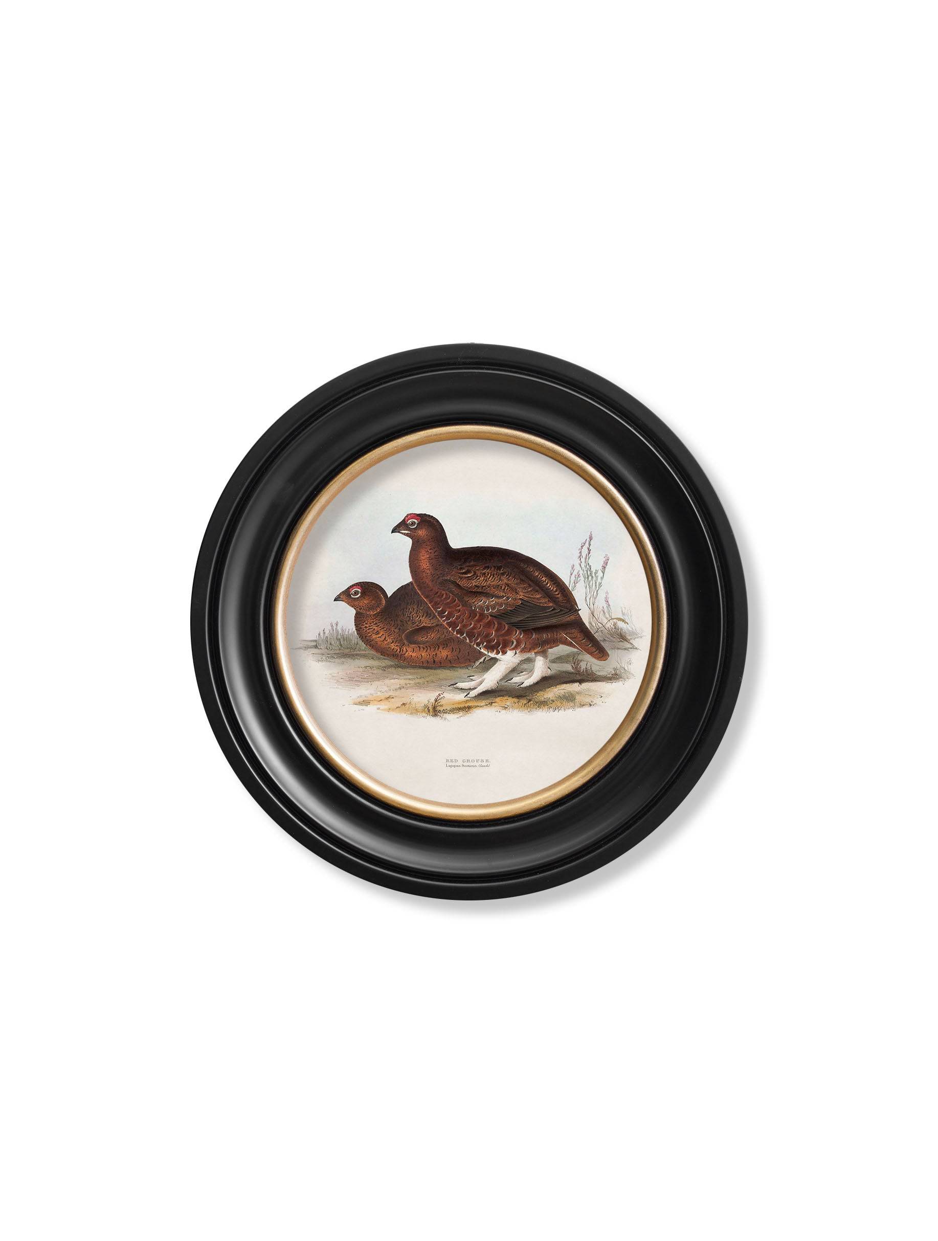 Get c.1837's British Game Birds Round Frame Red Grouse 70x70cm online
