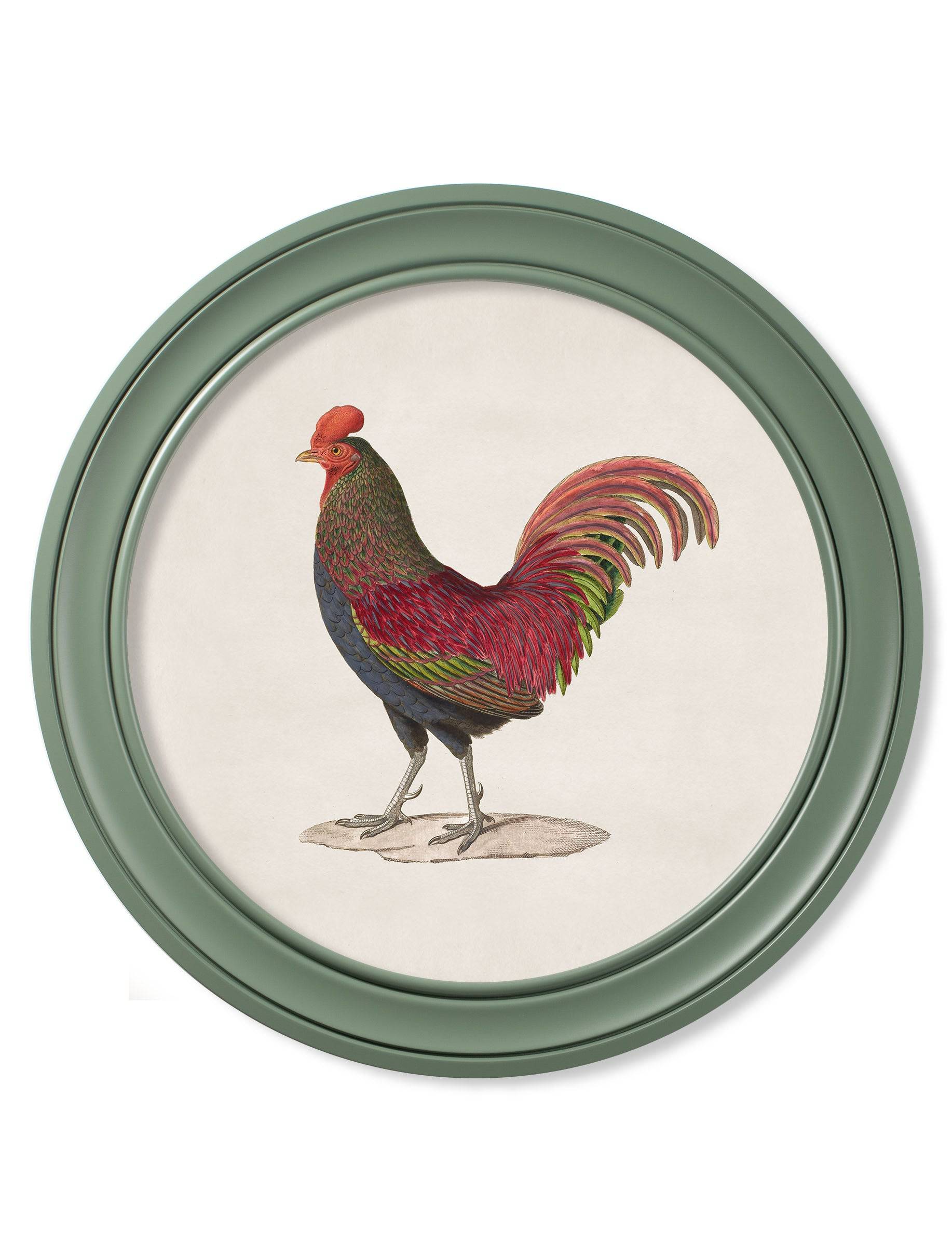 Get c.1838 Junglefowl in Round Frames Green for your home online

