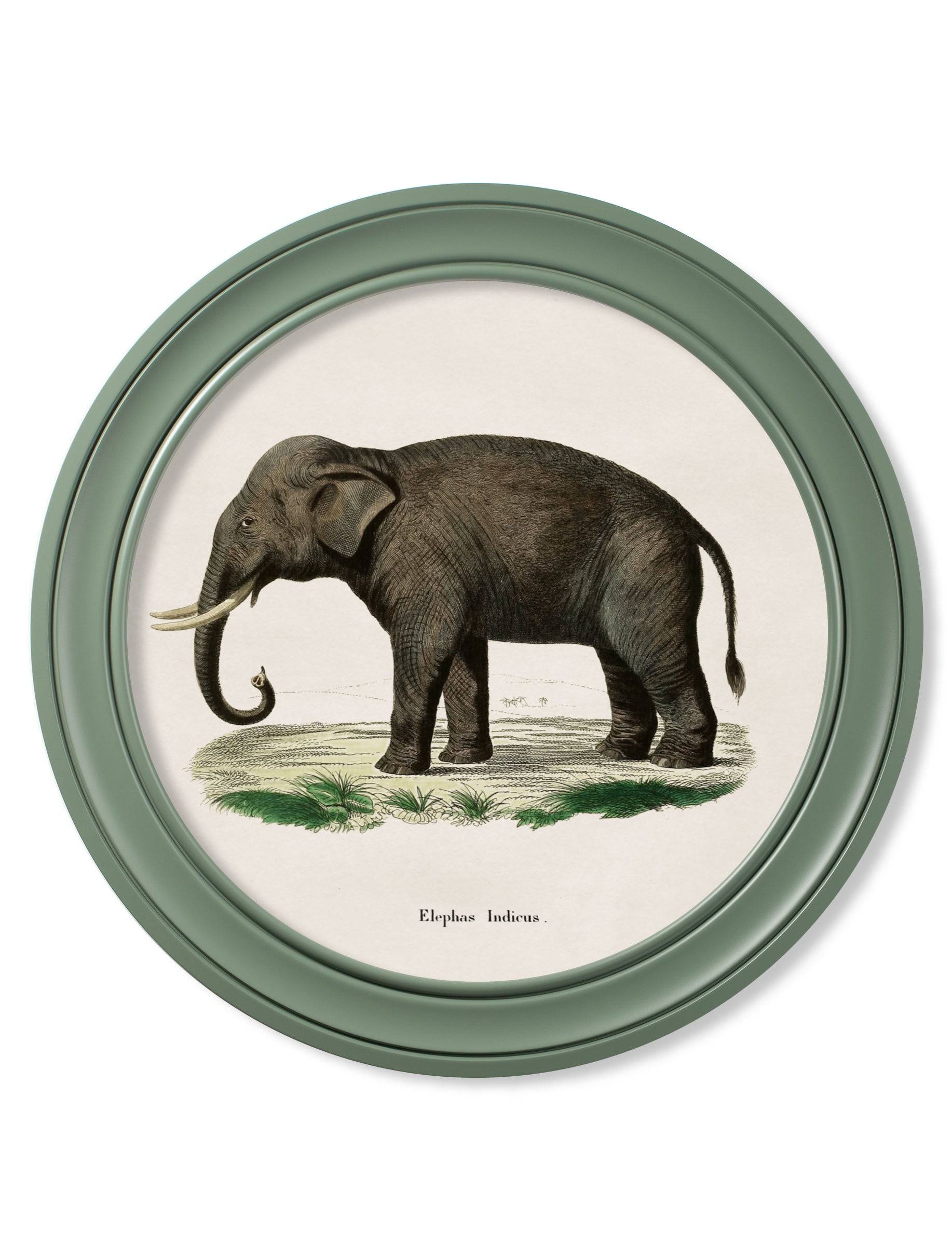Get c.1846 Elephants in Round Frame Green for sale Blythe Living
