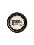 Get c.1846 Rhino and Hippo Collection in Custom-Made Round Wood Frames