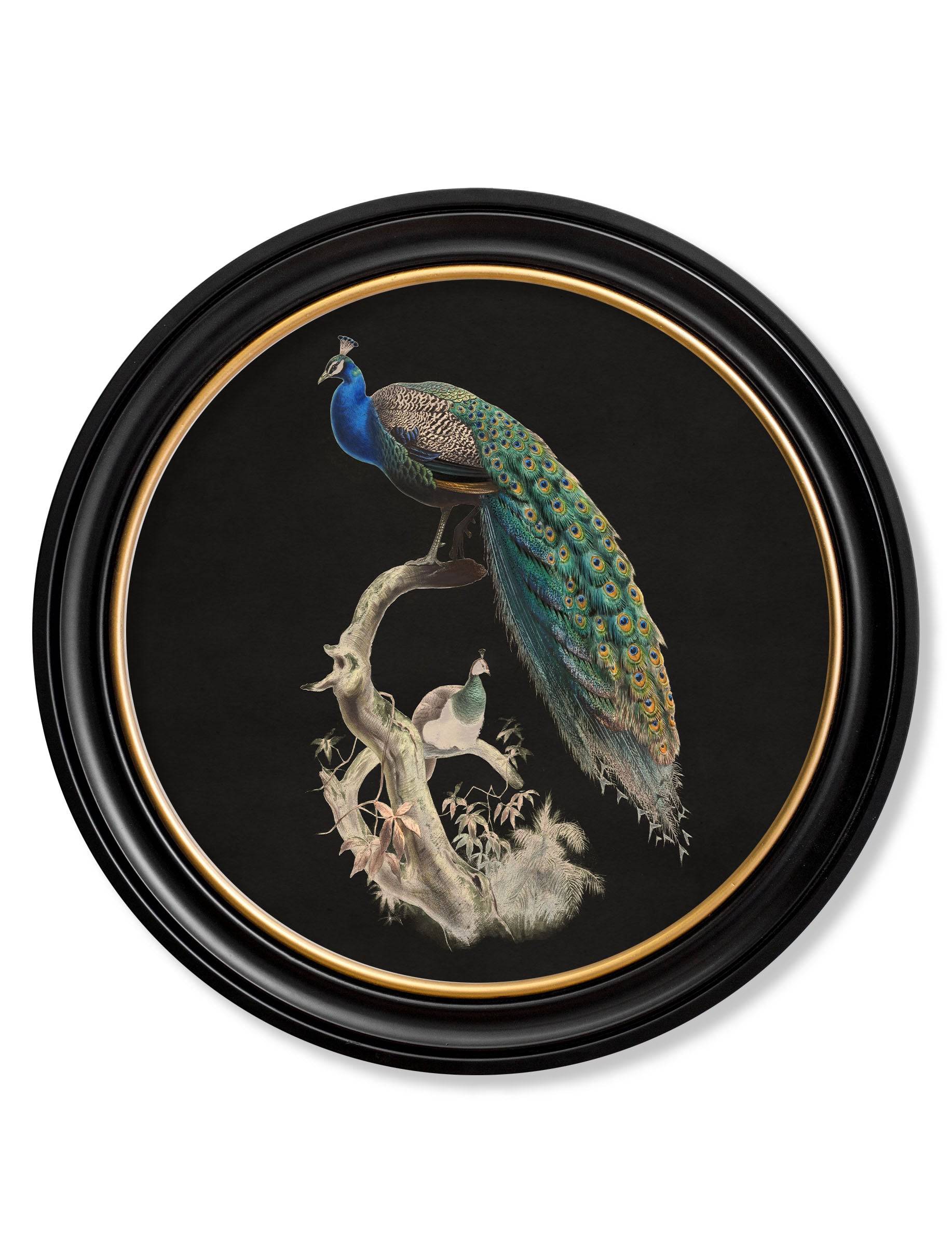 Get c.1847 Peacocks in Round Frames Dark set or individually UK
