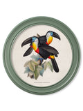 Get c.1848 Toucans Round Frames Green for sale online UK
