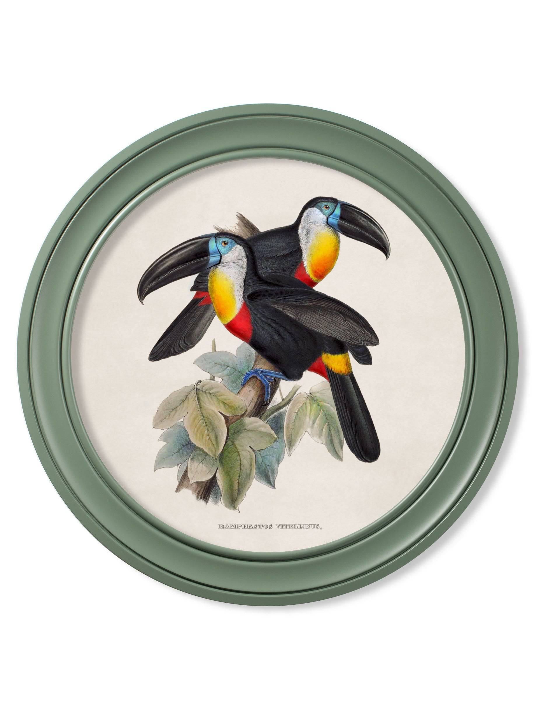 Get c.1848 Toucans Round Frames Green for sale online UK

