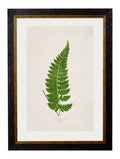 Get c.1864 Trichomanes attenuatem Portrait in Sustainable Wood Frame