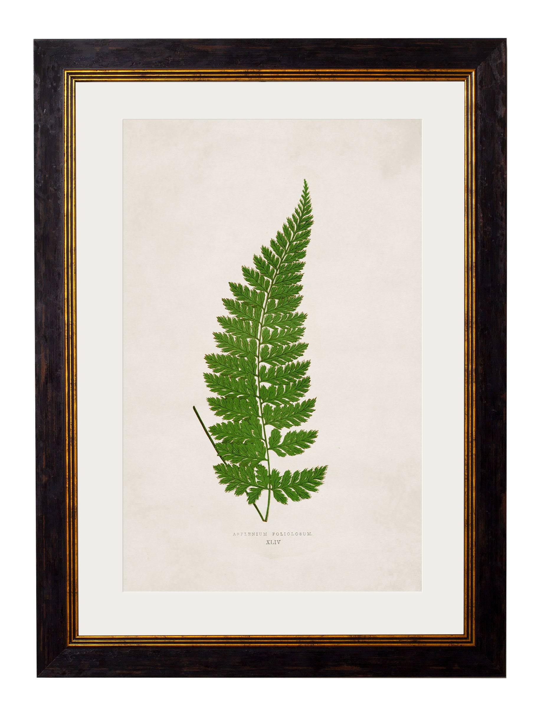 Get c.1864 Trichomanes attenuatem Portrait in Sustainable Wood Frame