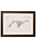 Get c.1870 Anatomical Skeletons in Black Oxford Slim Sustainable Frames