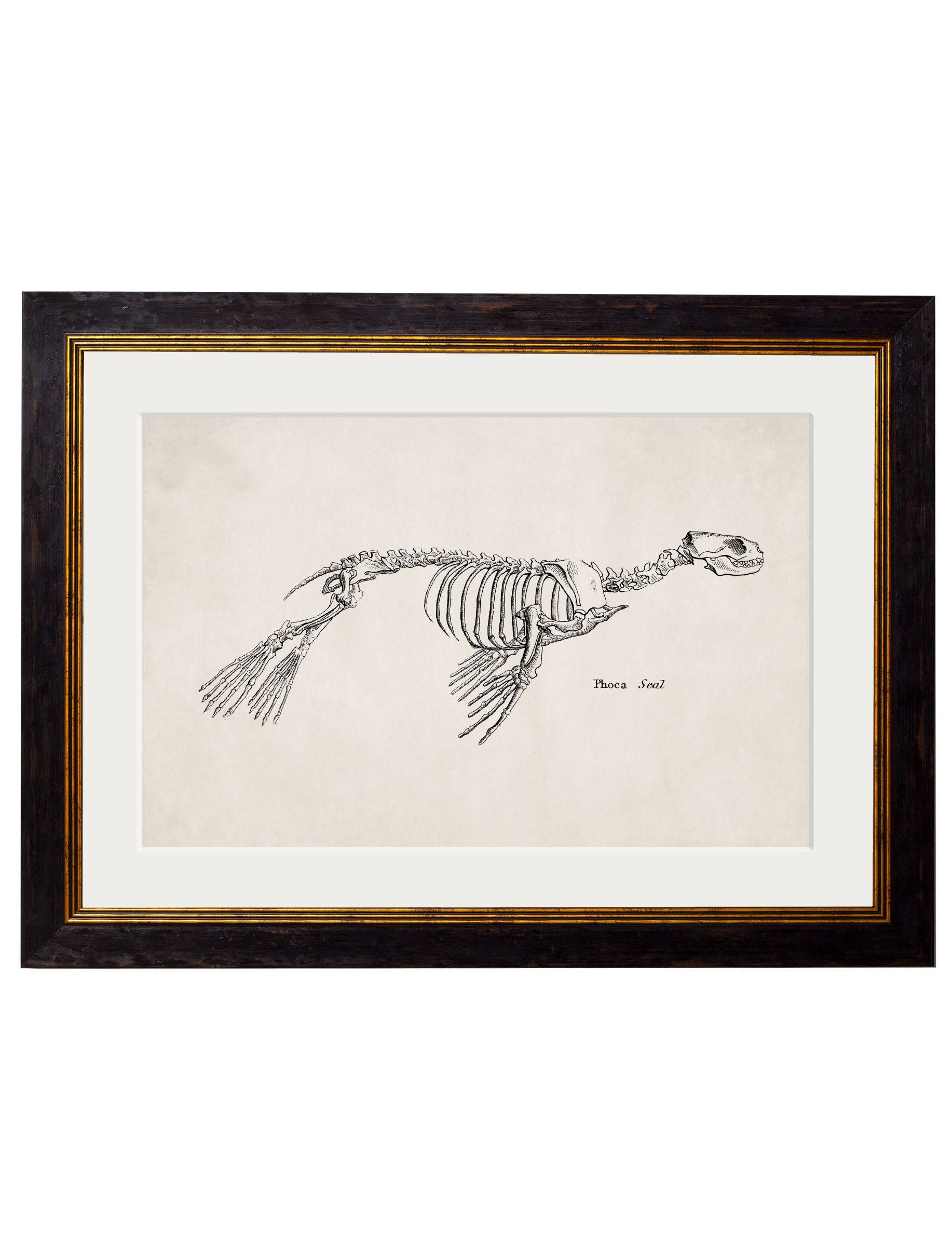Get c.1870 Anatomical Skeletons in Black Oxford Slim Sustainable Frames
