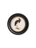 Get c.1870 Crane Portrait in Custom-Made Round Wood Frame