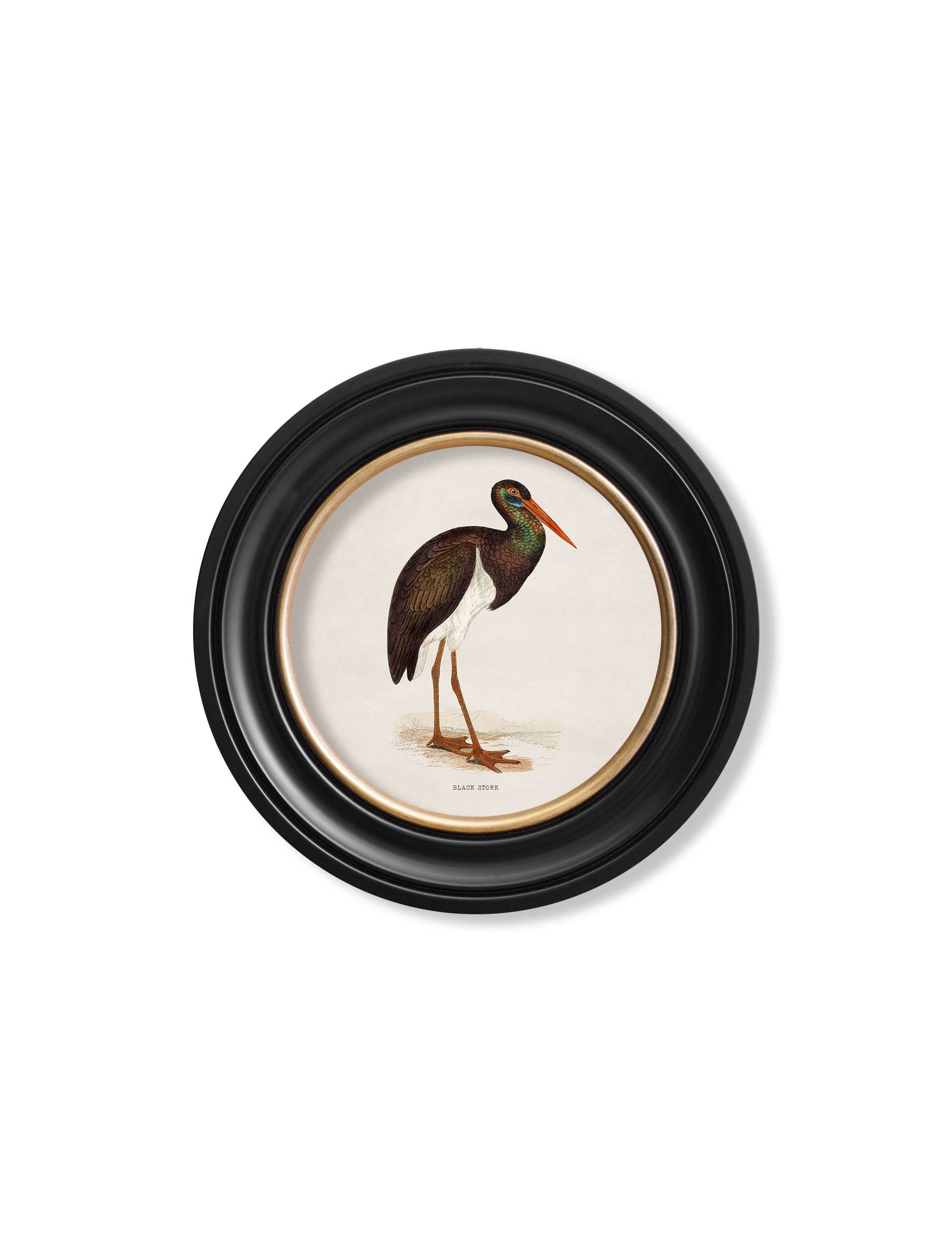 Get c.1870 Crane Portrait in Custom-Made Round Wood Frame