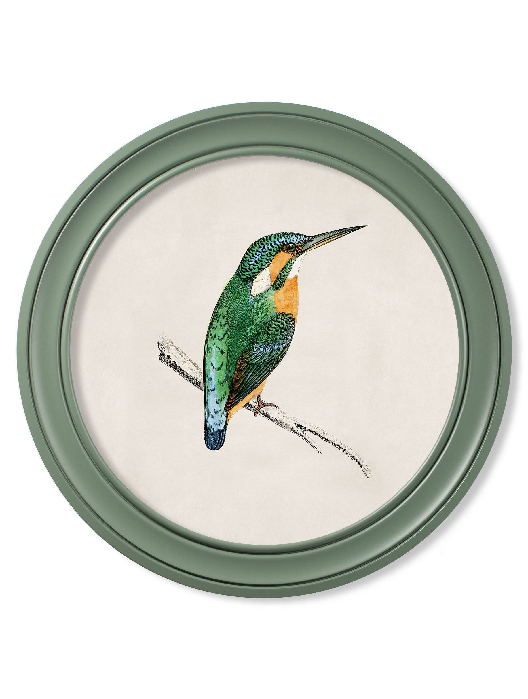 Get c.1870 Kingfisher and Bee Eater Round Frame Green for sale online UK
