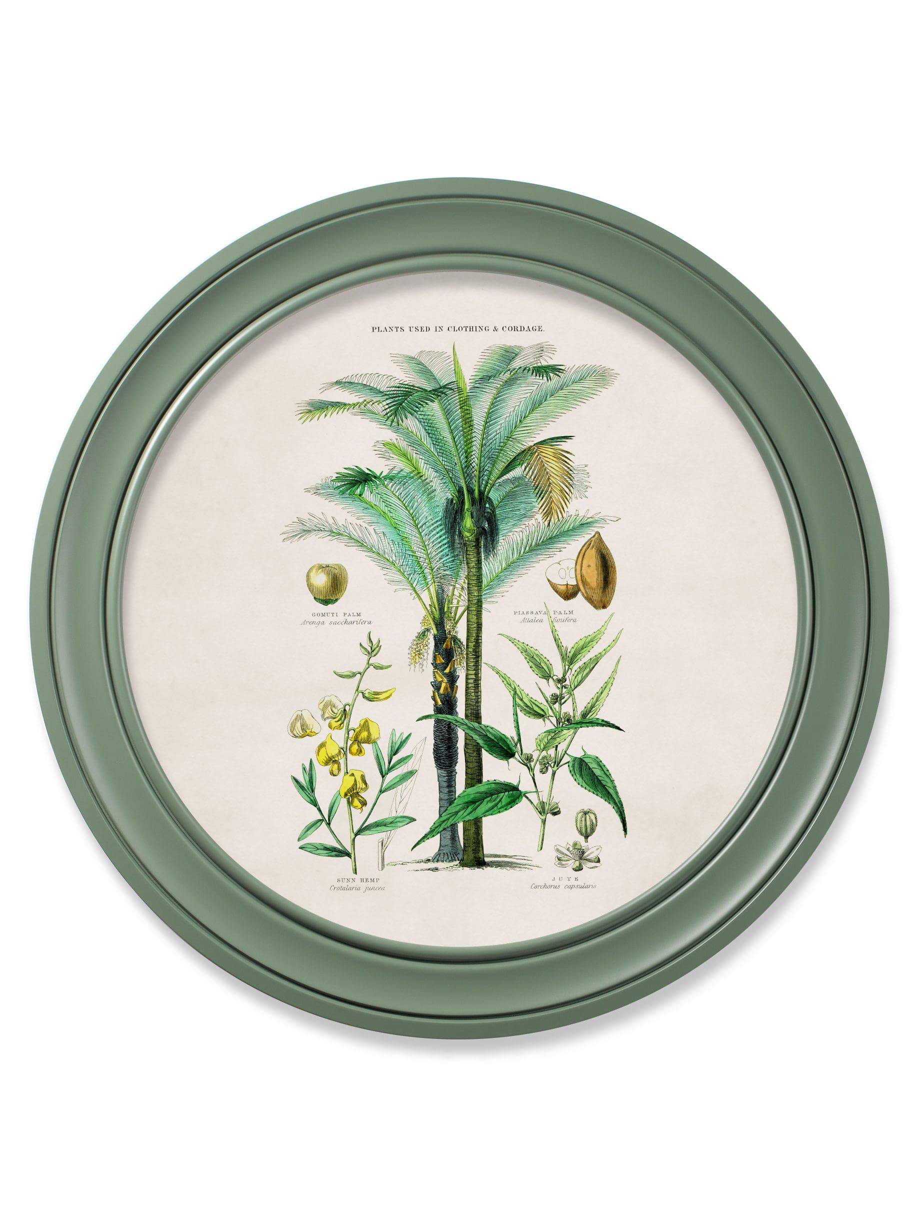 Get c.1877 Tropical Plants Food and Clothing Round Frame Green ready to hang
