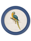 Get c.1884 Collection of Macaws in Round Frames Blue ready to hang
