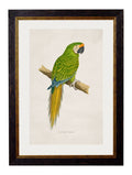 Get c.1884 Red and Blue Macaw Portrait in Sustainable Wood Frame