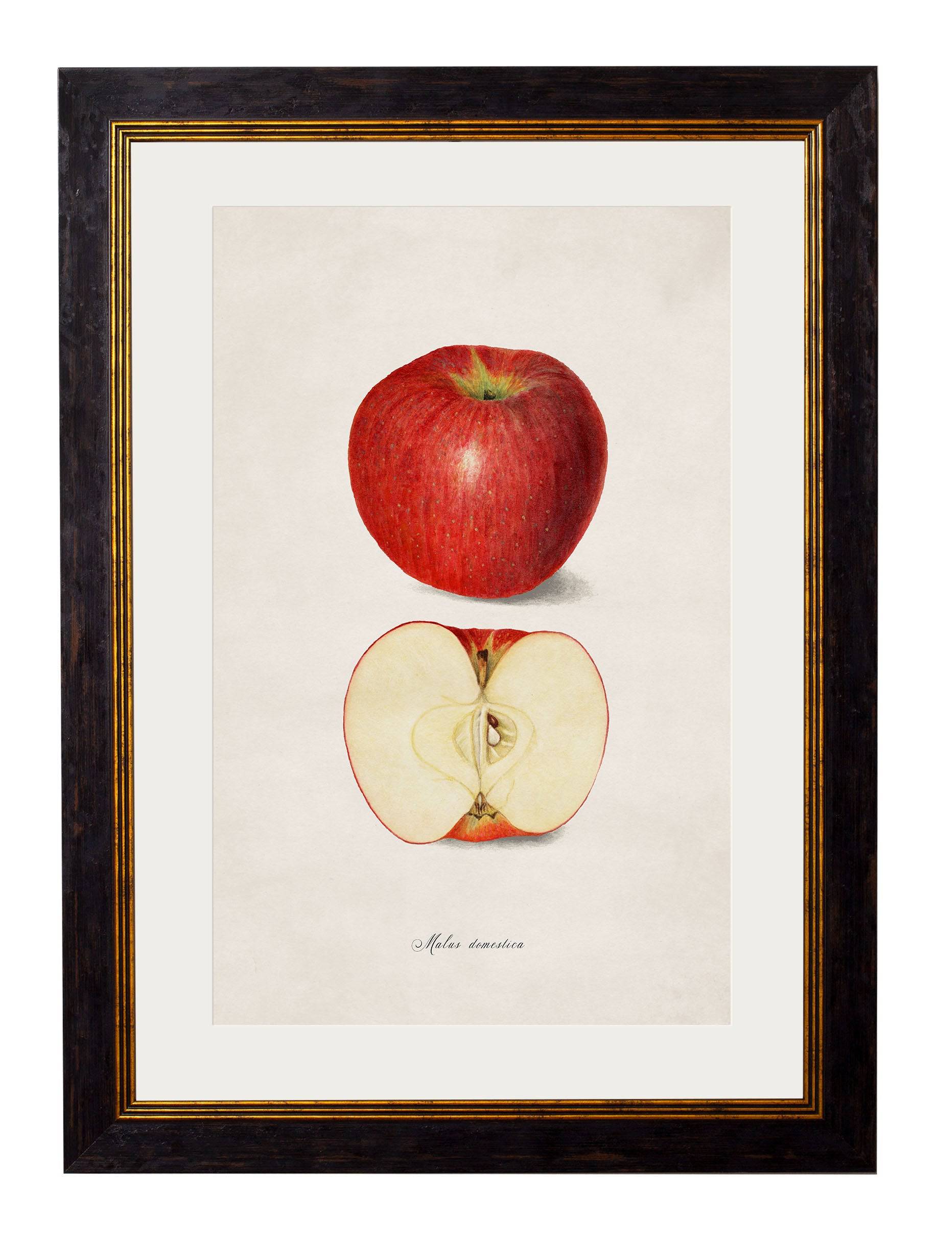 Get c.1886 Botanical Fruit Study in Sustainable Wood Frame for Kitchens