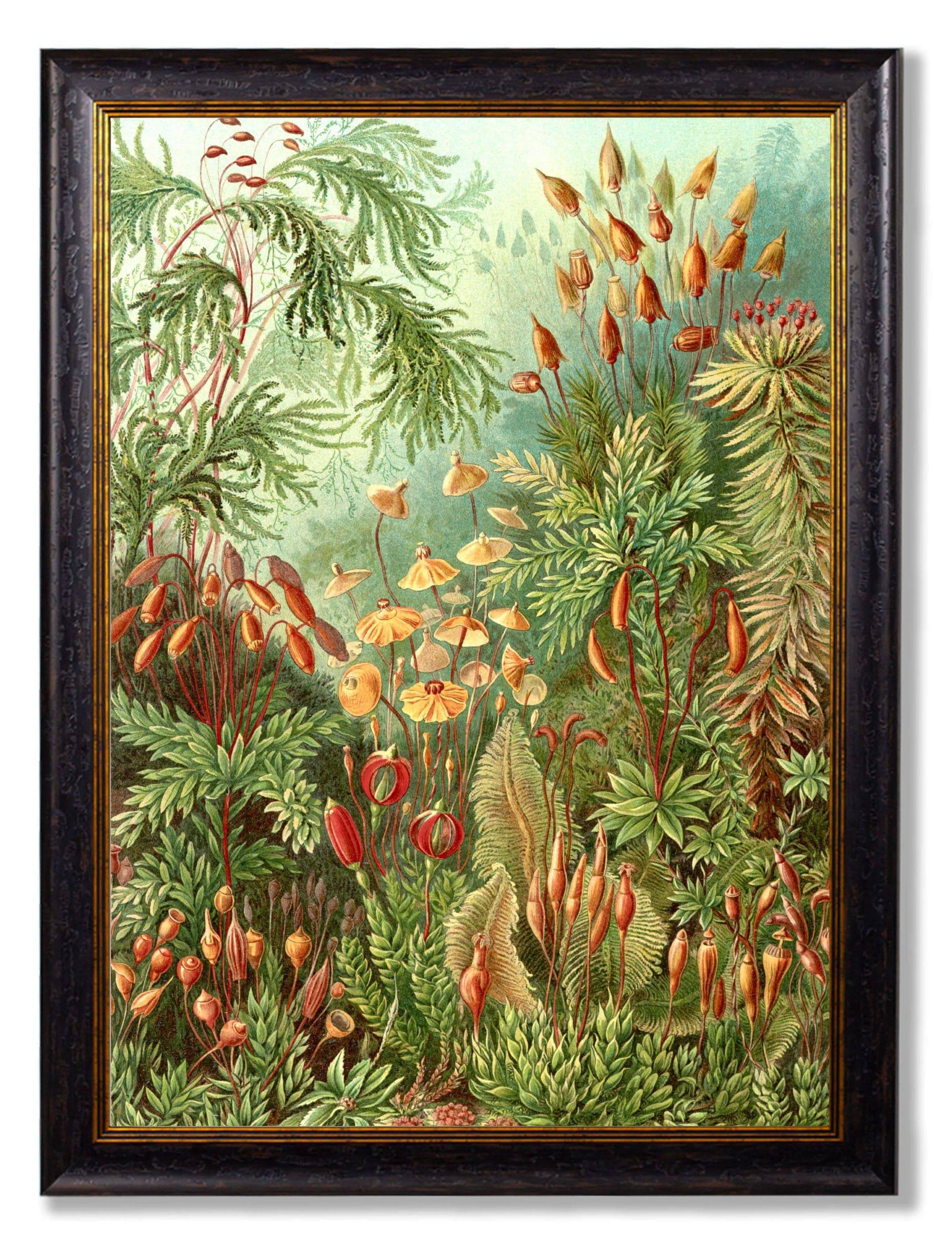 Get c.1904 Haeckel Flora Statement Print 70 x 95cm for Gallery Walls