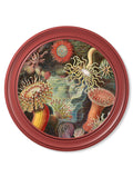 Get c.1904 Haeckel Flora and Fauna Round Frames Red ready to hang
