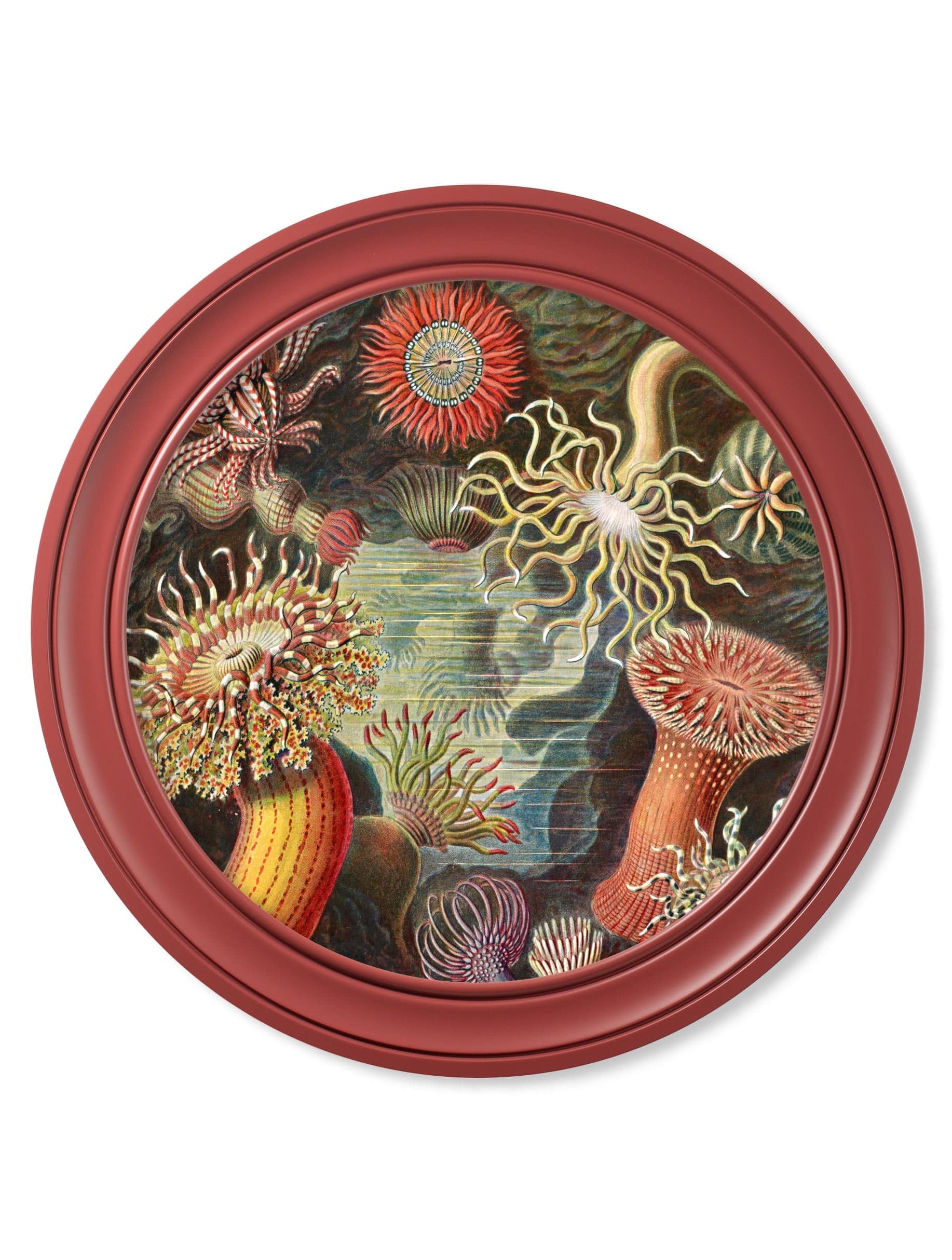 Get c.1904 Haeckel Flora and Fauna Round Frames Red ready to hang
