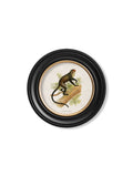 Get c.1910 Bay Guereza Portrait in Custom-Made Round Wood Frame