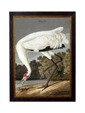 Get the Audubon Hooping Crane print free UK delivery
