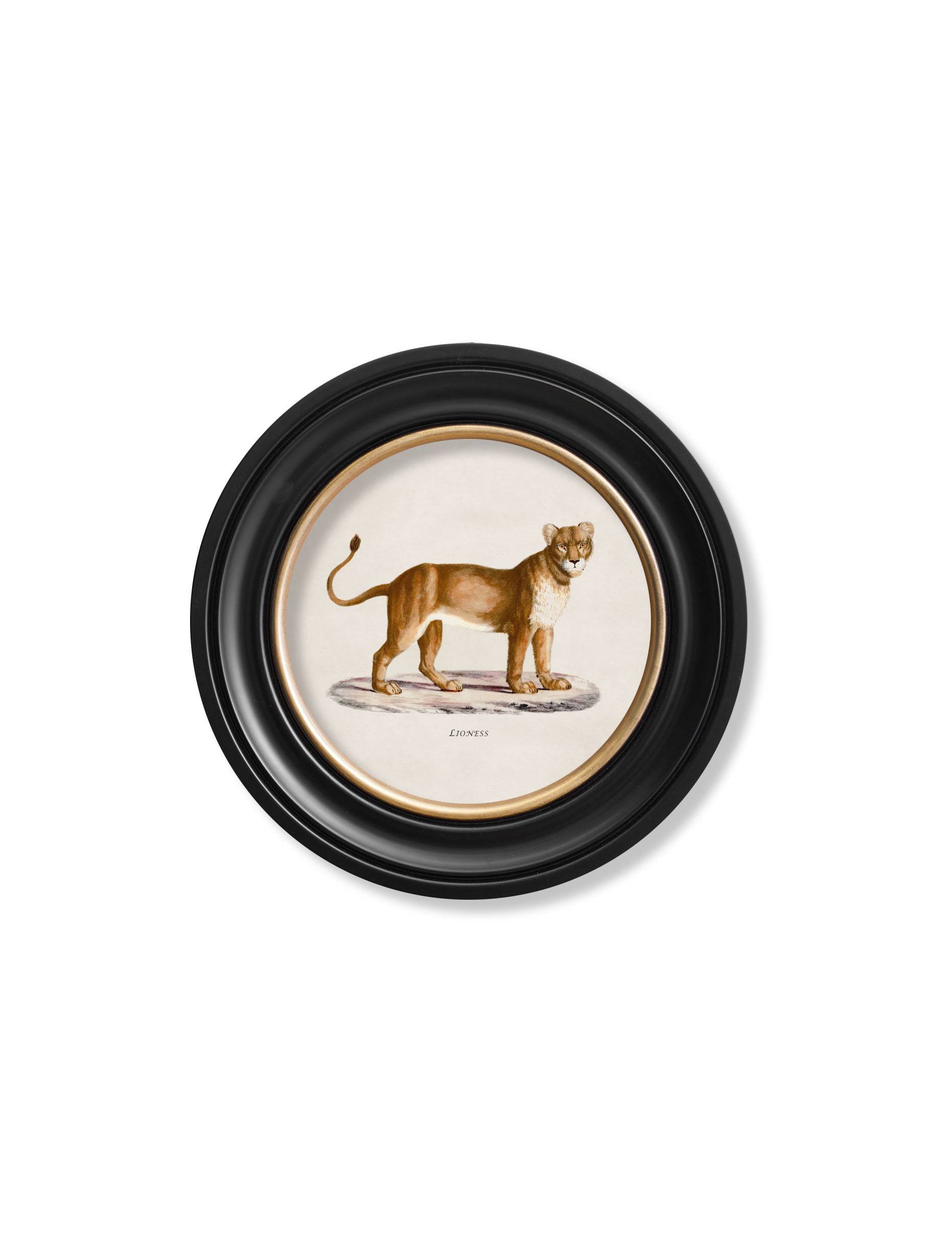 Get the c.1800s Lion and Lioness round framed art set online UK
