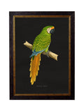 Get the c.1884 Macaws Dark Background collection online Blythe Living
