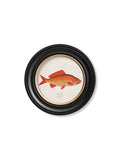 c.1785 Goldfish and Golden Orfe - Round Frame - Blythe Living