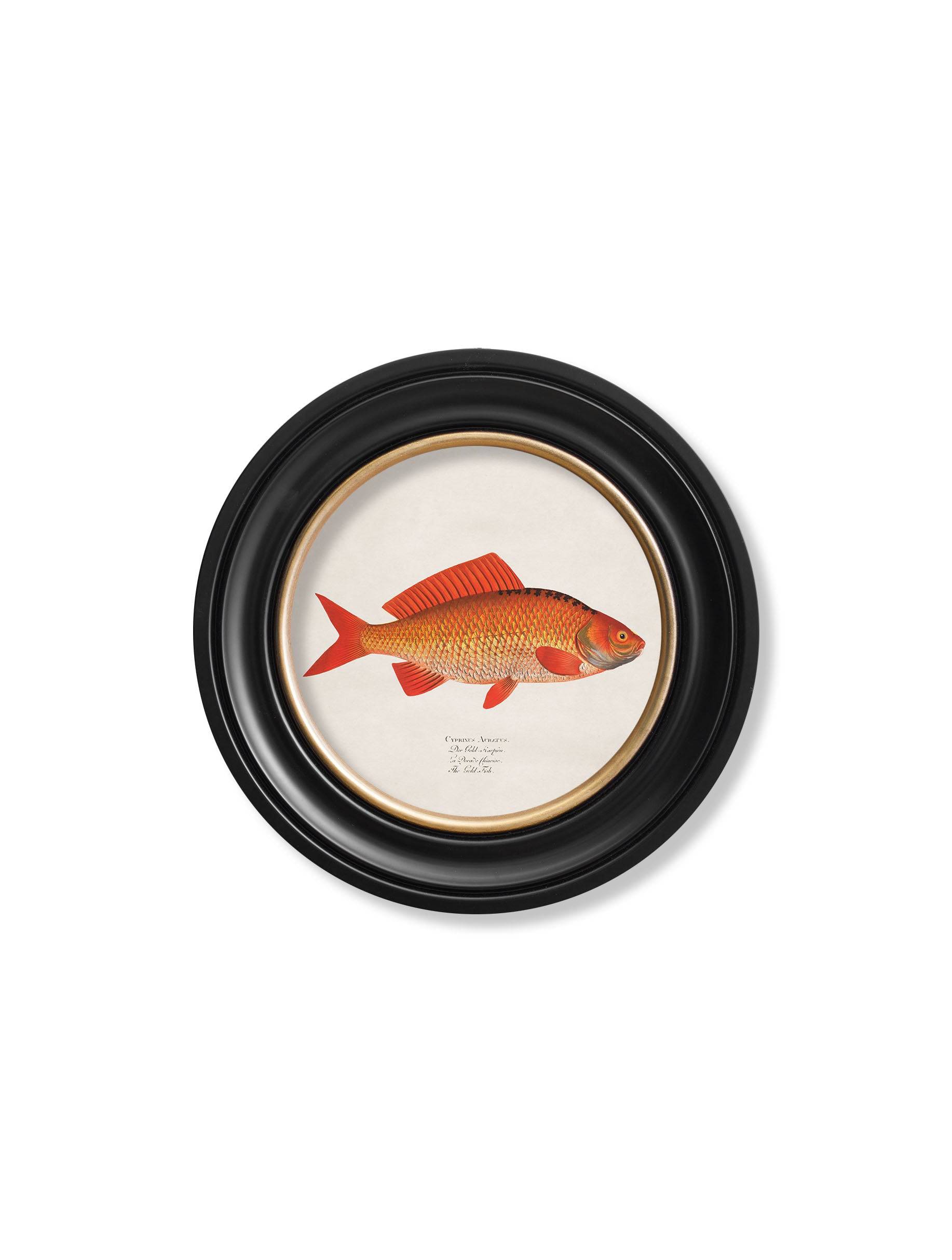 c.1785 Goldfish and Golden Orfe - Round Frame - Blythe Living