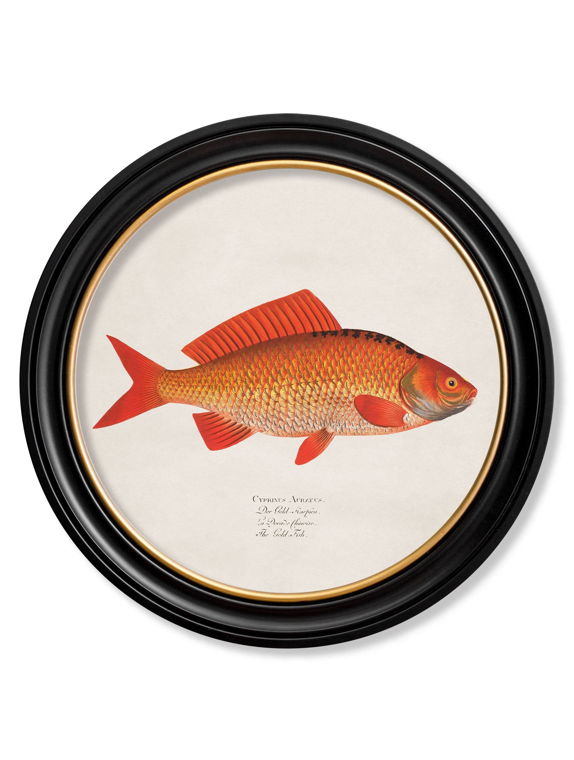 c.1785 Goldfish and Golden Orfe - Round Frame - Blythe Living