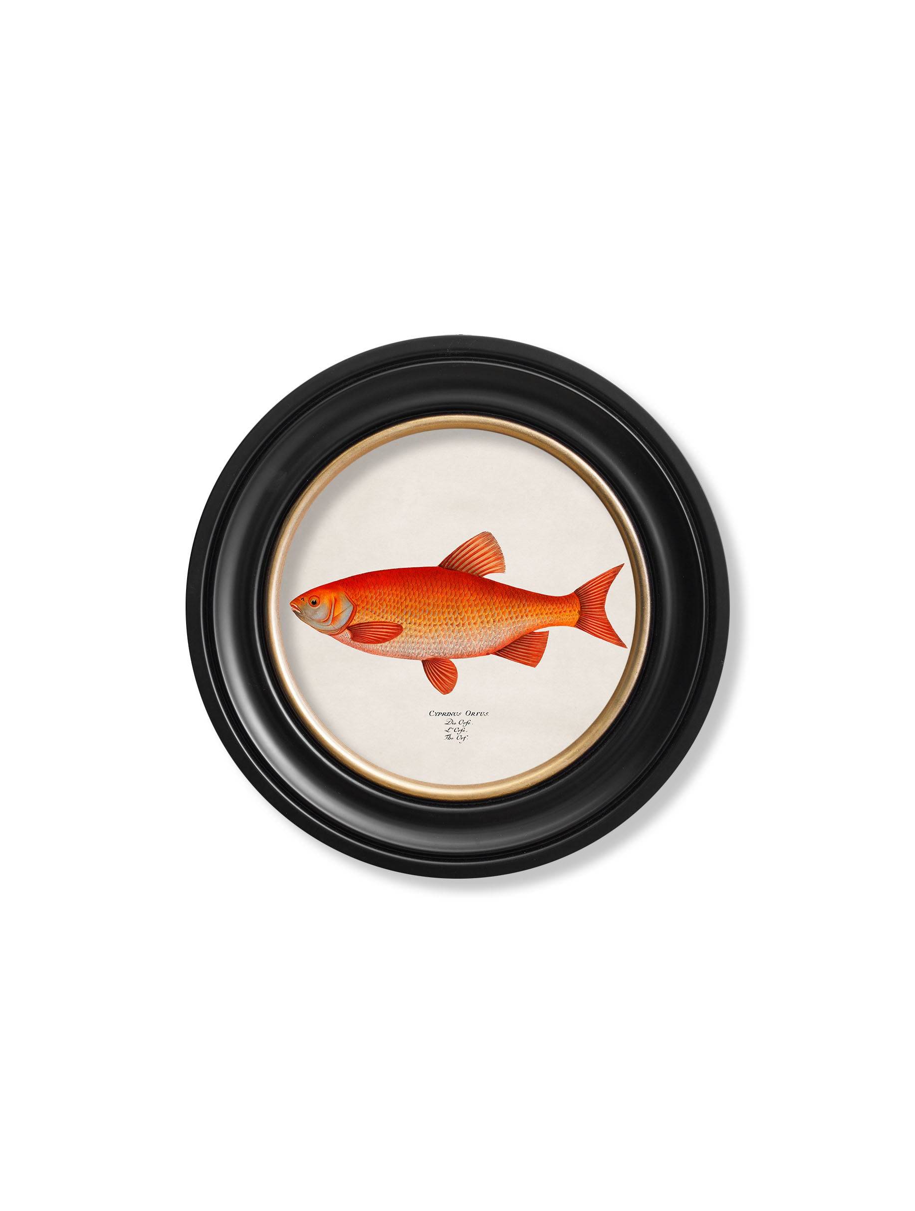 c.1785 Goldfish and Golden Orfe - Round Frame - Blythe Living