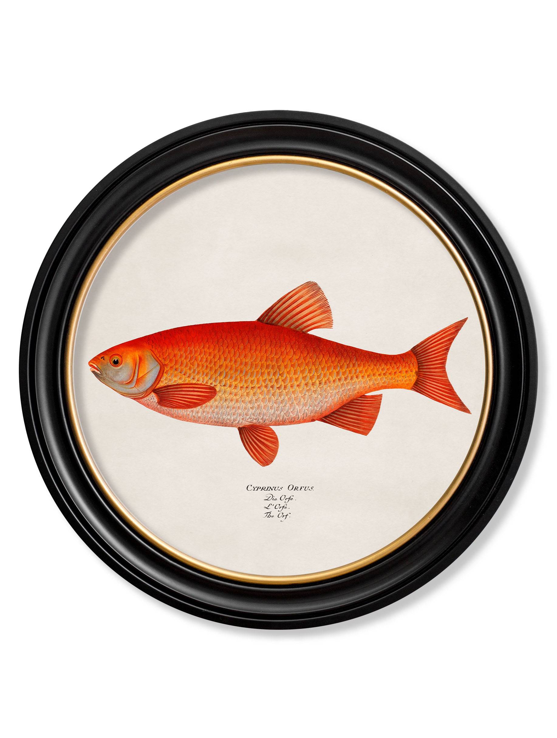 c.1785 Goldfish and Golden Orfe - Round Frame - Blythe Living