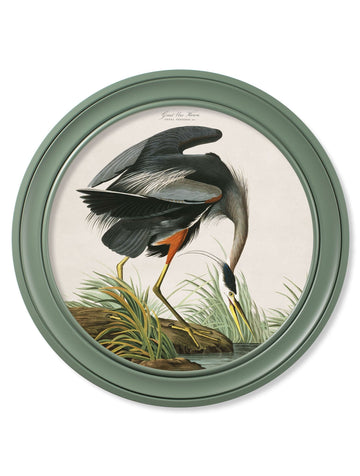 c.1838 Audubon's Great Blue Heron in Green Frame - Blythe Living