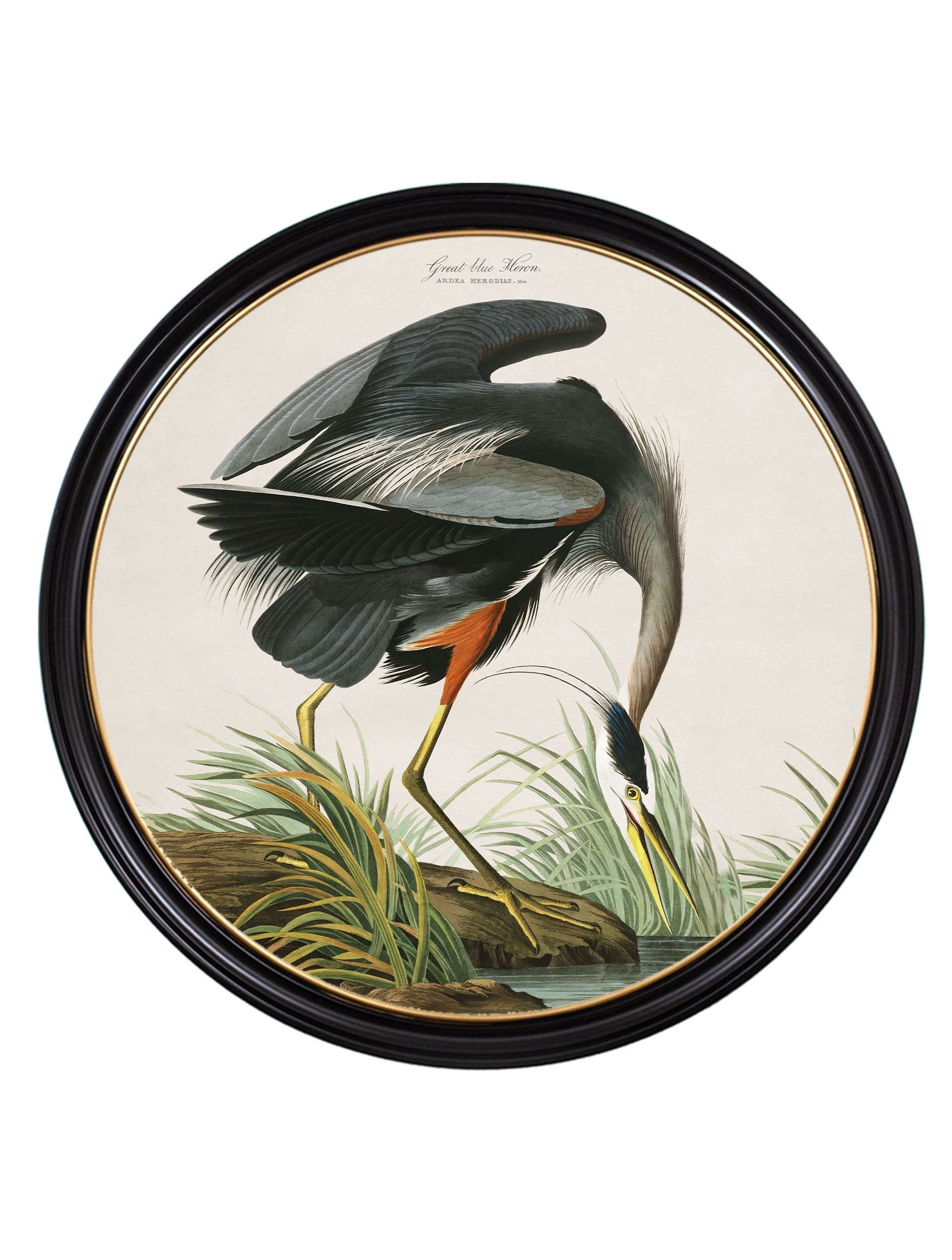 c.1838 Audubon's Great Blue Heron - Blythe Living