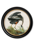 c.1838 Audubon's Great Blue Heron - Blythe Living