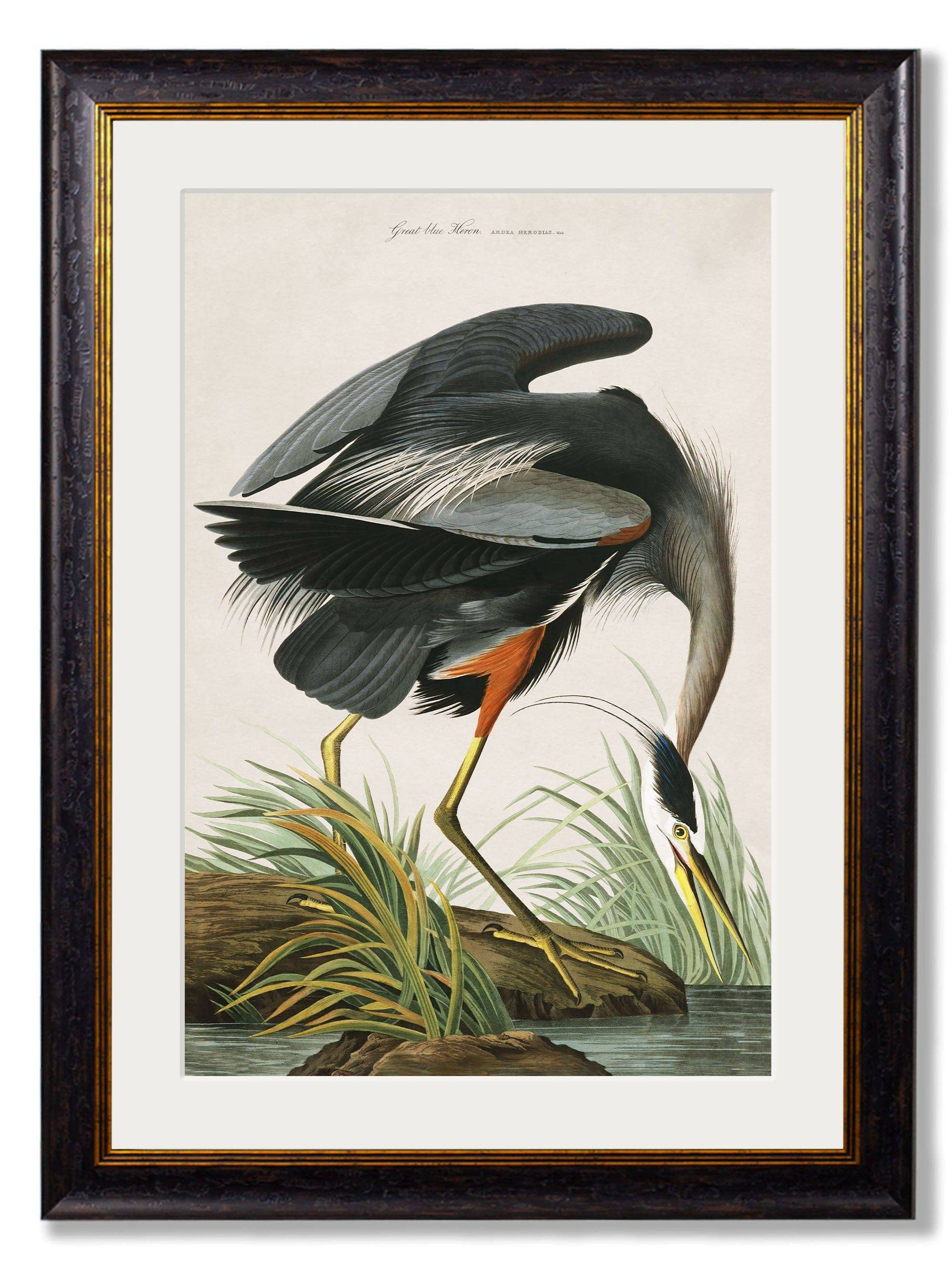 c.1838 Audubon's Great Blue Heron - Blythe Living