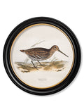 c.1837's British Game Birds - Round - Blythe Living