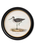 c.1837's British Coastal Birds - Round - Blythe Living