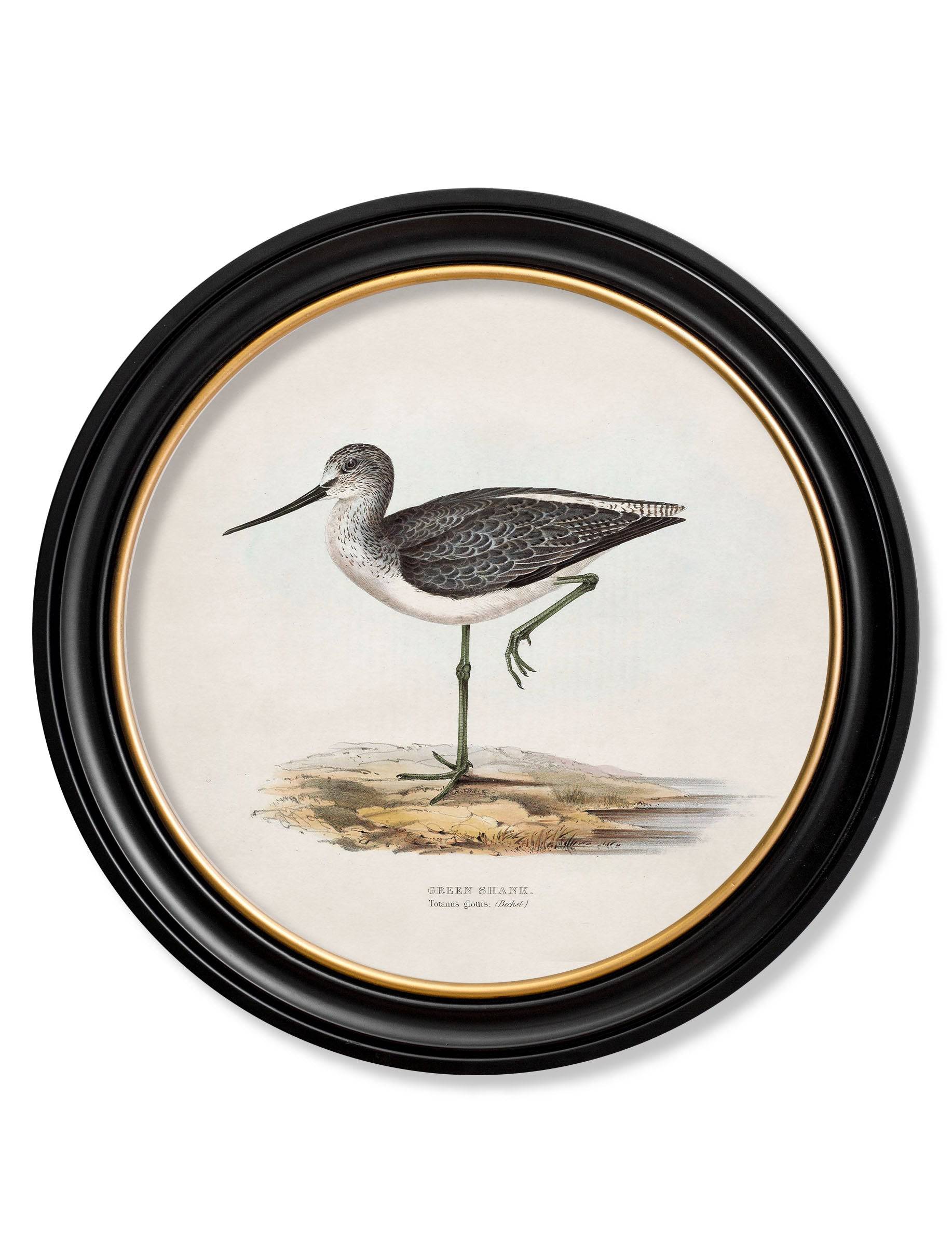 c.1837's British Coastal Birds - Round - Blythe Living