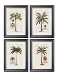 Studies of Palms - Blythe Living