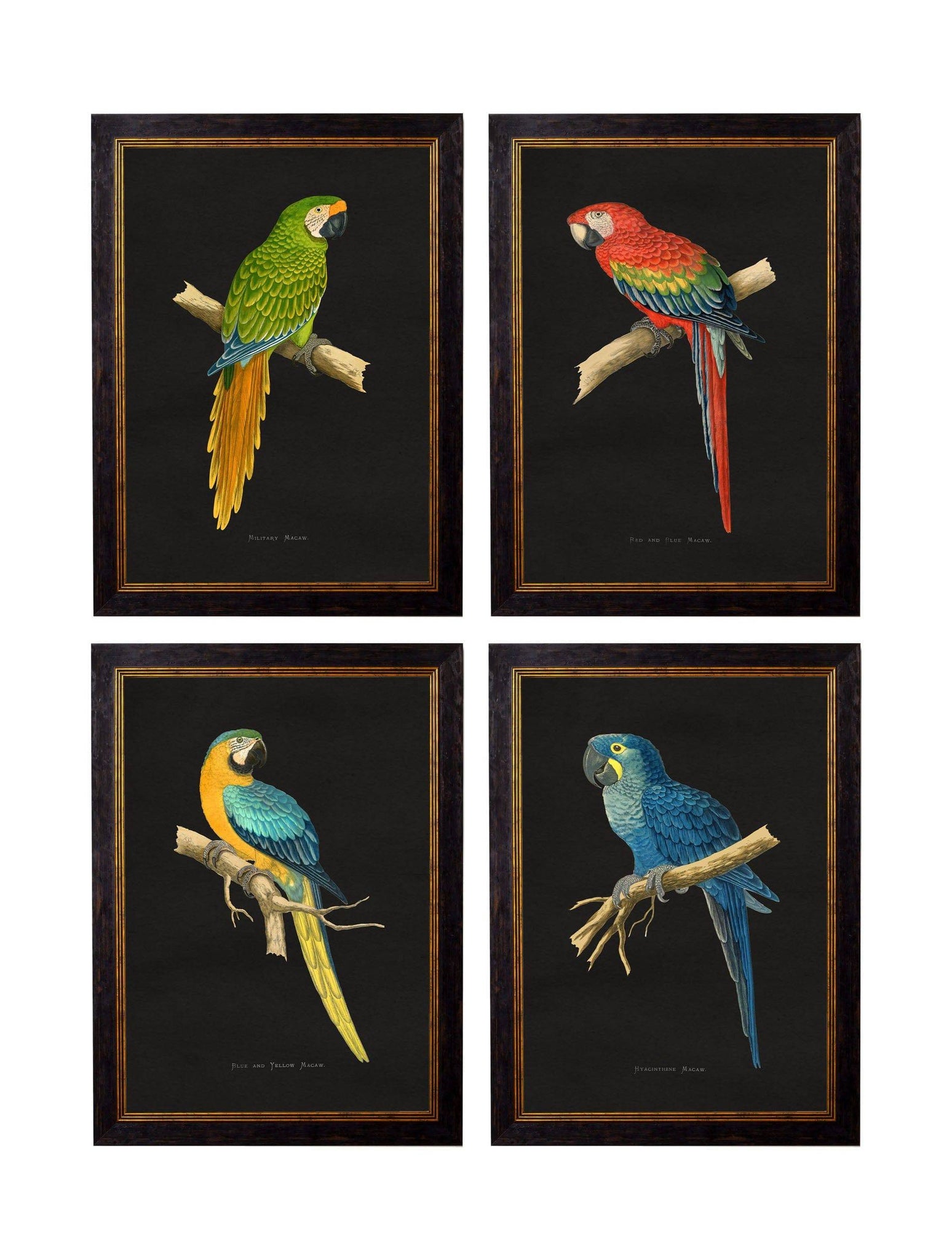 c.1884 Macaws - Dark Background - Blythe Living