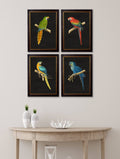 c.1884 Macaws - Dark Background - Blythe Living