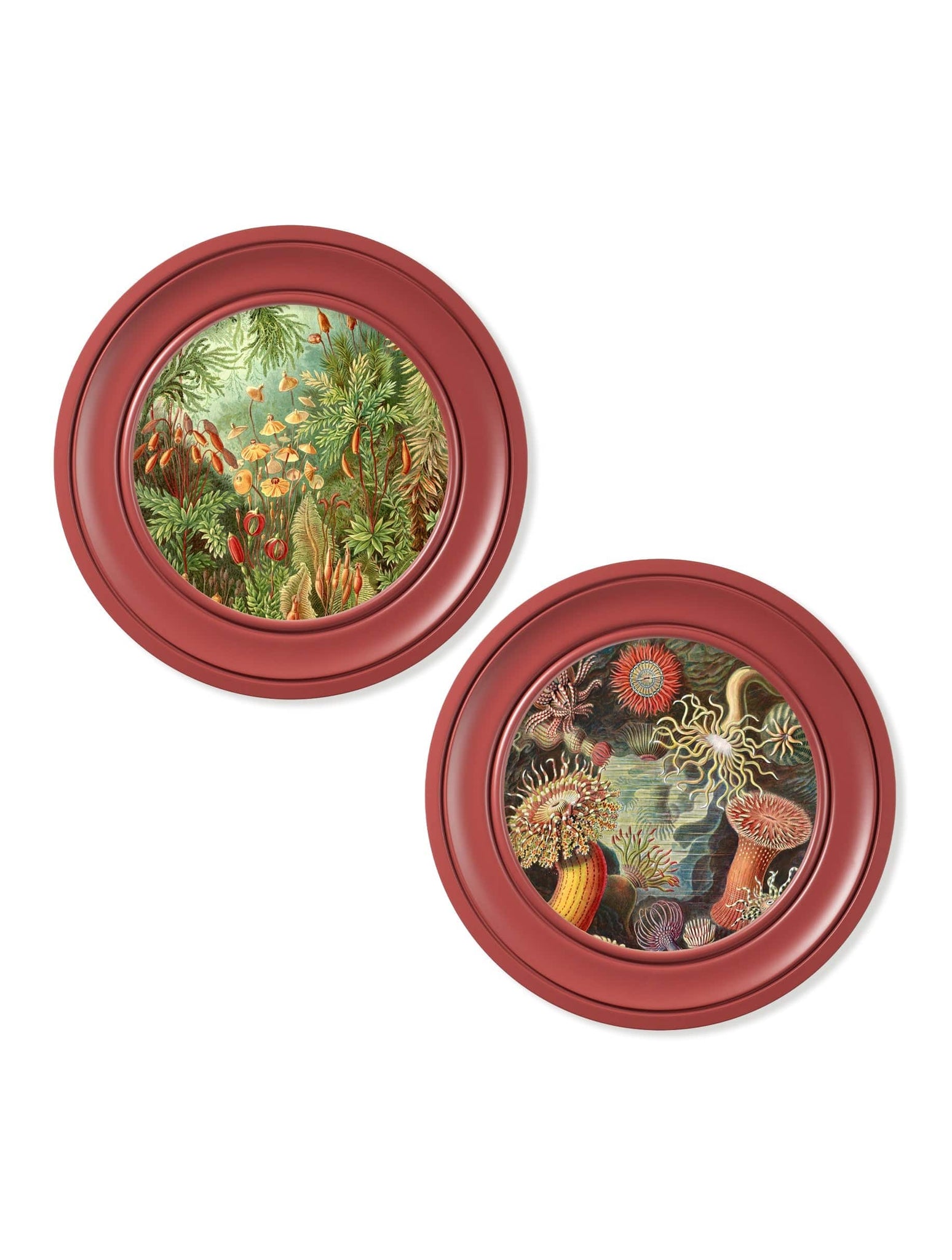 c.1904 Haeckel Flora and Fauna - Round Frames Red - Blythe Living